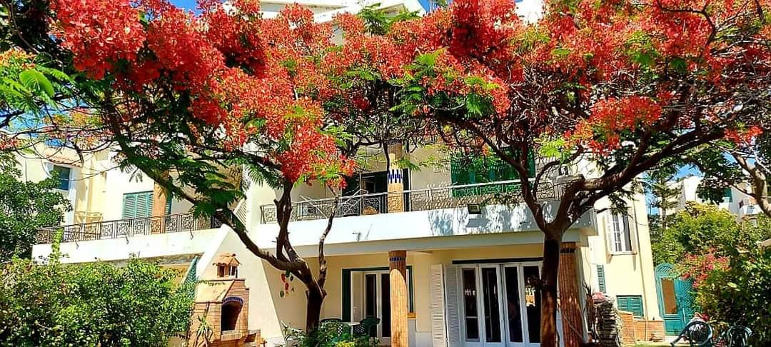 Renzo -   Property 785