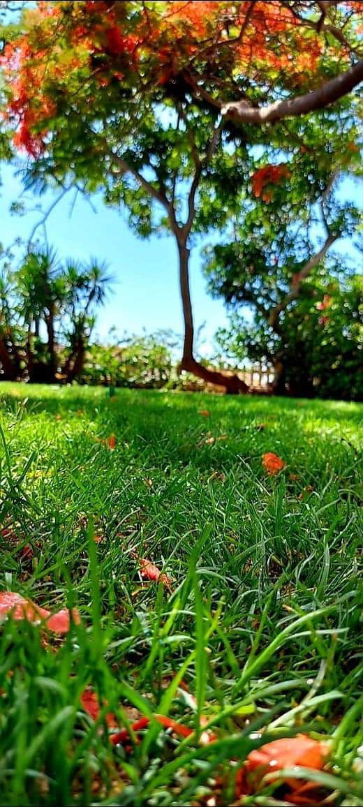 Renzo -   Property 785