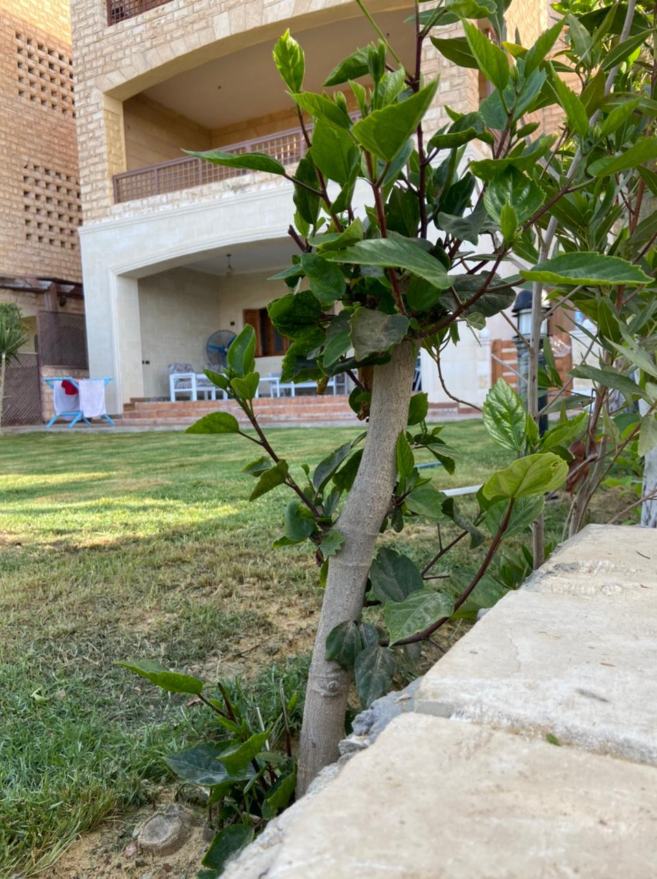 Renzo -   شالية فى مارينا 5 للايجار أرضي ٣ غرف